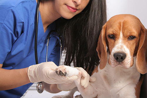 24+ Belcaro Animal Hospital Colorado